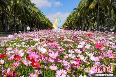 博乐体育：春节海南旅逛攻略及花费春节海南旅逛代价(图1)