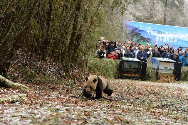 博乐体育：超精细的四川旅逛攻略最佳门途四川旅逛怎样部署看完如何玩了！(图9)