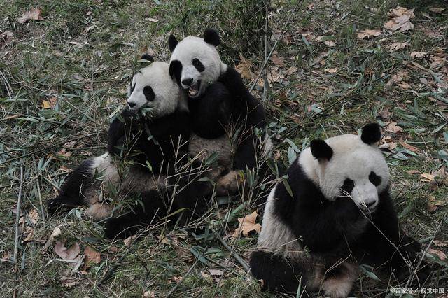 博乐体育：成都旅逛4天3晚旅逛攻略看完立刻开拔(图2)